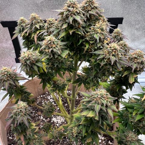 Critical growlog timeline photo