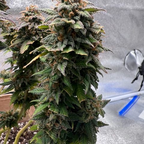 Critical growlog timeline photo