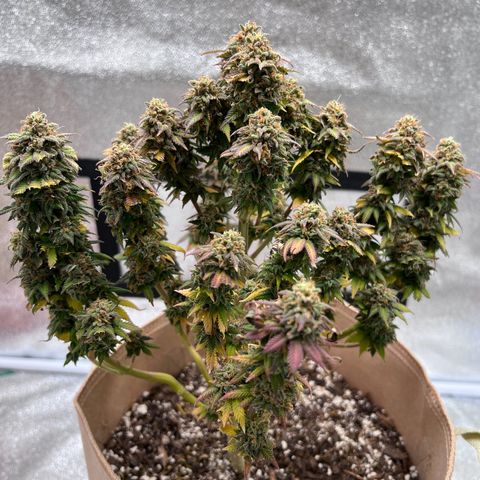 Critical growlog timeline photo