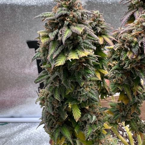 Critical growlog timeline photo