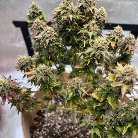 Critical growlog timeline photo