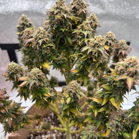 Critical growlog timeline photo