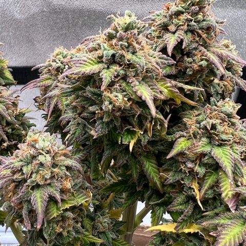 Critical growlog timeline photo
