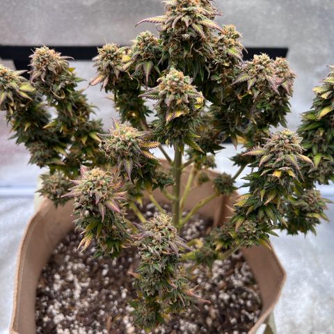 Critical growlog timeline photo