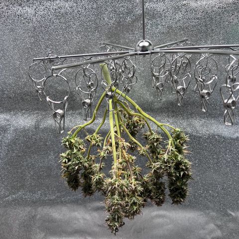 Critical growlog timeline photo