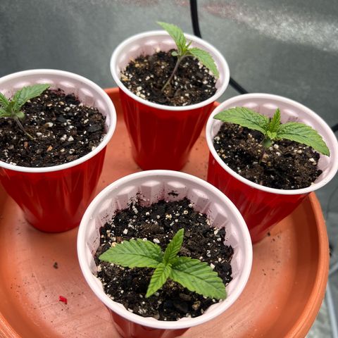 Witches Wedding growlog timeline photo