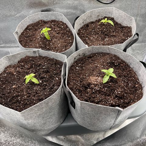 Witches Wedding growlog timeline photo