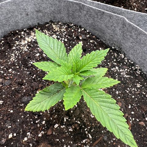 Witches Wedding growlog timeline photo