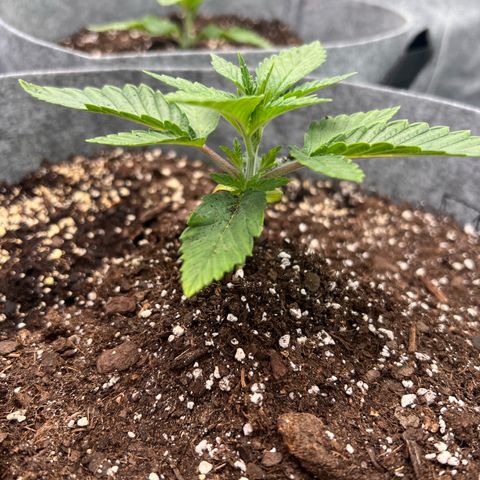 Witches Wedding growlog timeline photo