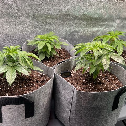 Witches Wedding growlog timeline photo