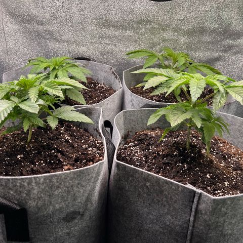 Witches Wedding growlog timeline photo