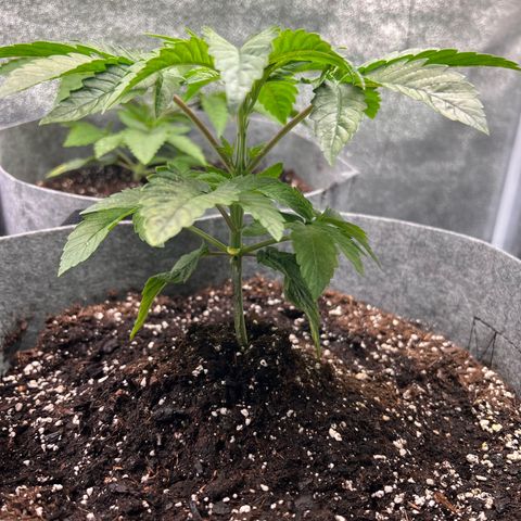 Witches Wedding growlog timeline photo