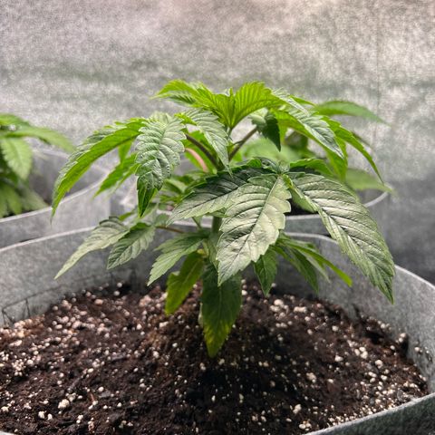 Witches Wedding growlog timeline photo