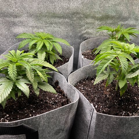 Witches Wedding growlog timeline photo