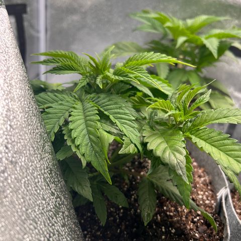 Witches Wedding growlog photo: Moved off of bins to the floor. Adjusted light to match approximate distance it was at.