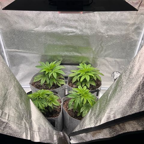 Witches Wedding growlog photo: Moved off of bins to the floor. Adjusted light to match approximate distance it was at.