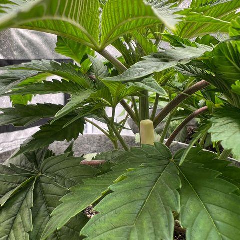 Witches Wedding growlog timeline photo