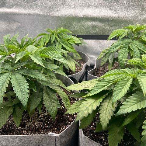 Witches Wedding growlog timeline photo