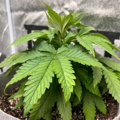 Witches Wedding growlog photo: WFH so AM photos.