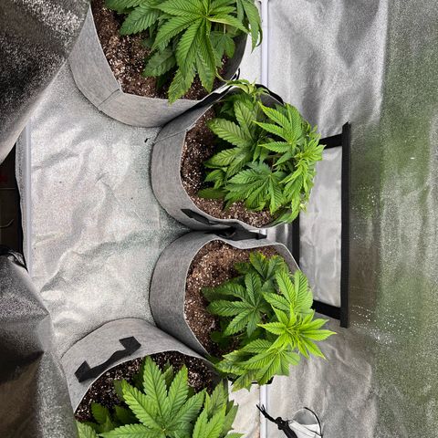 Witches Wedding growlog photo: WFH so AM photos.