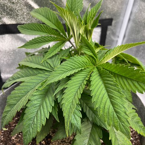 Witches Wedding growlog photo: WFH so AM photos.