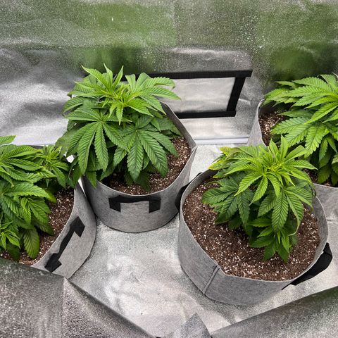 Witches Wedding growlog timeline photo