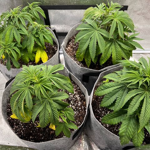 Witches Wedding growlog timeline photo