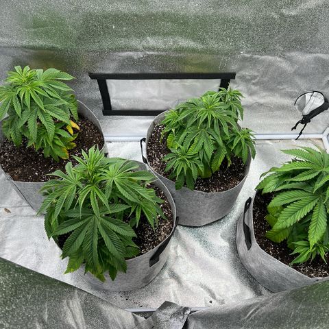 Witches Wedding growlog timeline photo