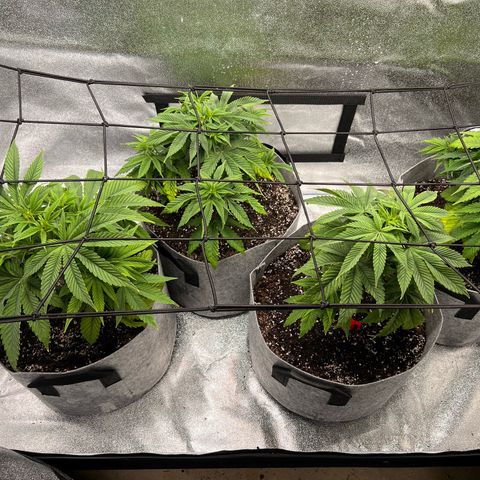 Witches Wedding growlog timeline photo