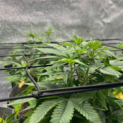 Witches Wedding growlog photo: Some yellowing and tacoing happening on some lower leaves. Dialing in the nutrients.