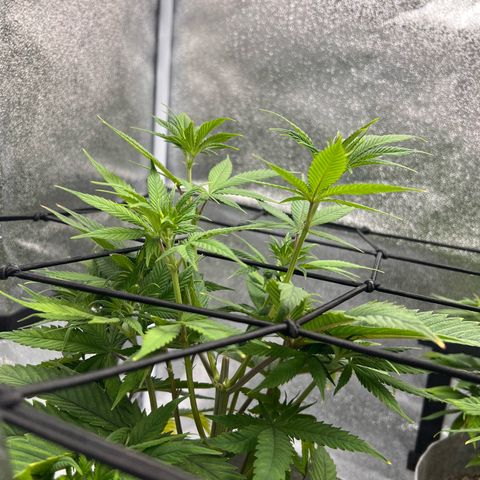 Witches Wedding growlog photo: Some yellowing and tacoing happening on some lower leaves. Dialing in the nutrients.