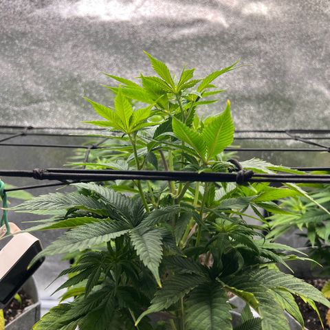 Witches Wedding growlog timeline photo