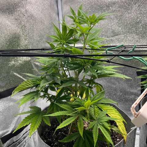 Witches Wedding growlog timeline photo