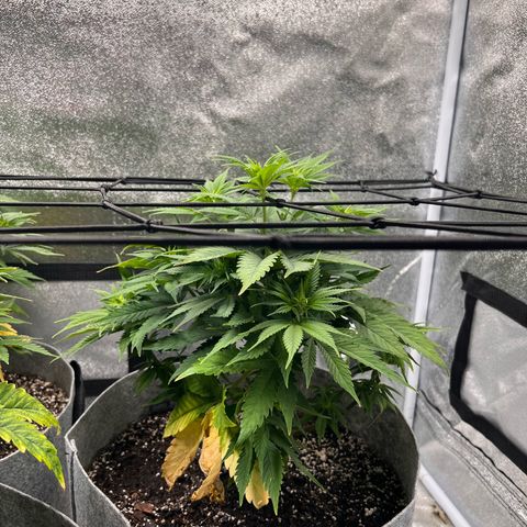 Witches Wedding growlog timeline photo