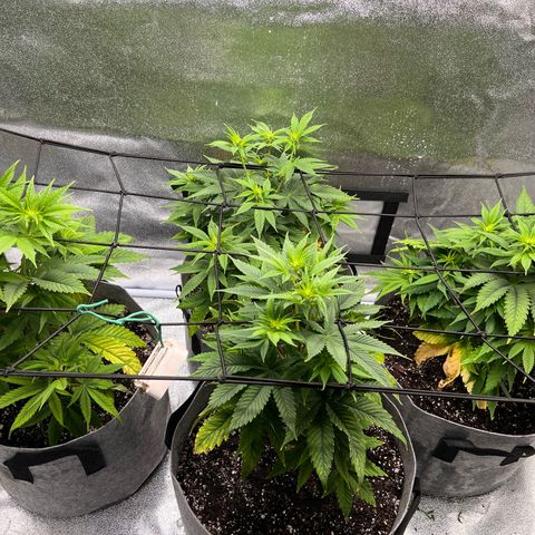 Witches Wedding growlog timeline photo
