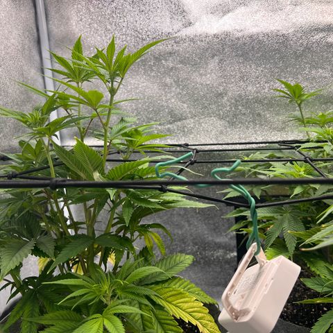 Witches Wedding growlog timeline photo