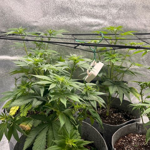 Witches Wedding growlog timeline photo