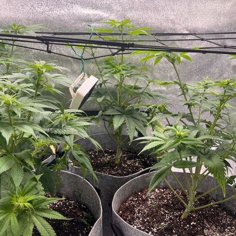 Witches Wedding growlog timeline photo