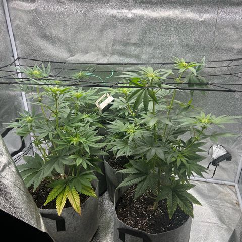Witches Wedding growlog timeline photo