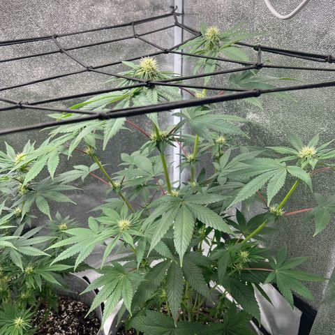 Witches Wedding growlog timeline photo