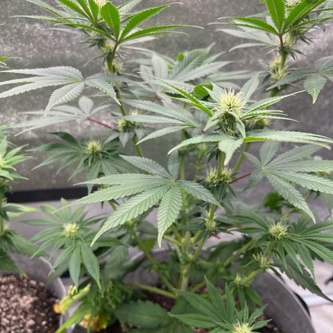 Witches Wedding growlog timeline photo