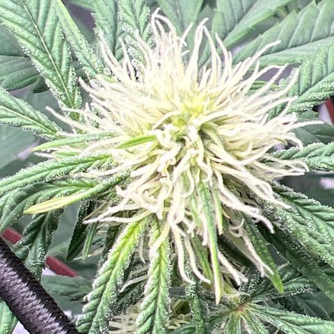 Witches Wedding growlog timeline photo