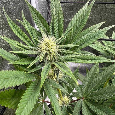 Witches Wedding growlog timeline photo