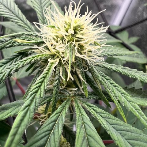 Witches Wedding growlog timeline photo