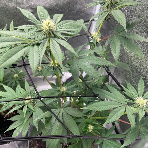 Witches Wedding growlog timeline photo