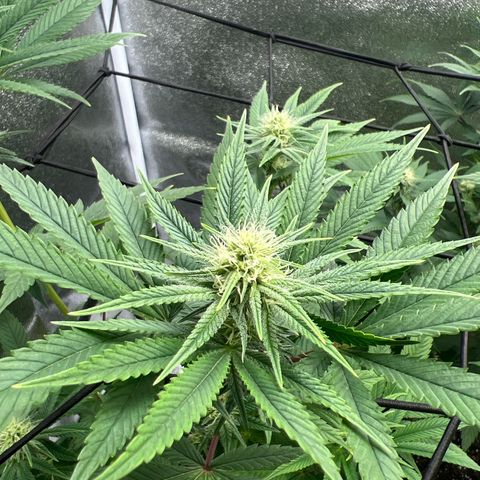 Witches Wedding growlog timeline photo