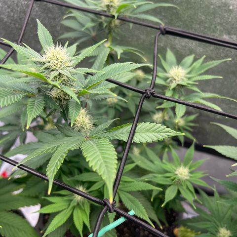 Witches Wedding growlog timeline photo