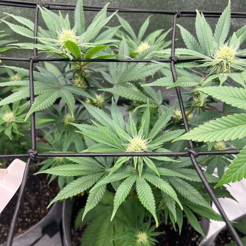 Witches Wedding growlog timeline photo