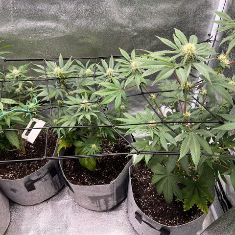Witches Wedding growlog timeline photo