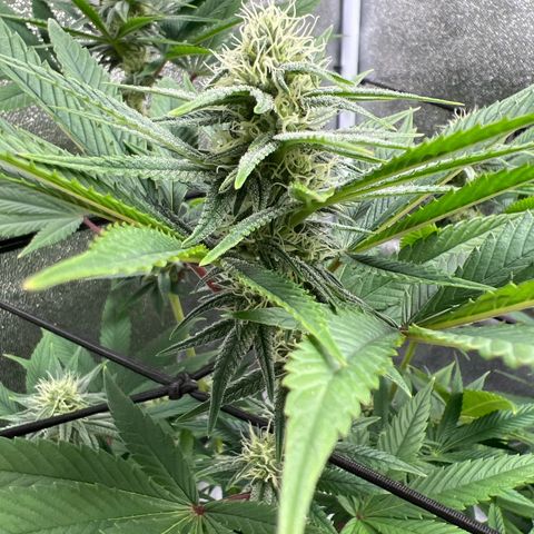 Witches Wedding growlog timeline photo